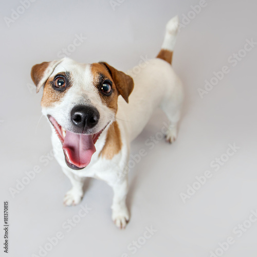 Fototapeta Naklejka Na Ścianę i Meble -  Smiling dog at studio