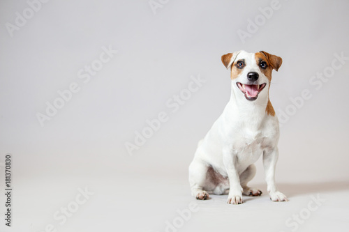 Fototapeta Uśmiechnięty pies przy studiiem