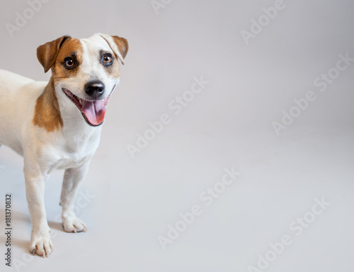 Smiling dog at studio © Tatyana Gladskih