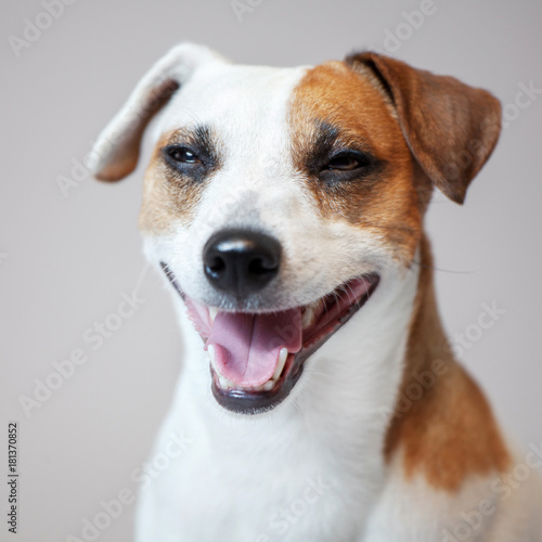 Smiling dog at studio