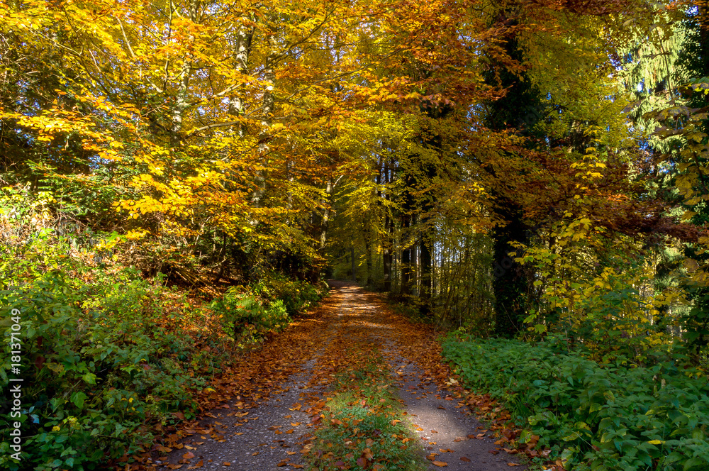 Fototapeta premium Herbslicher Waldweg