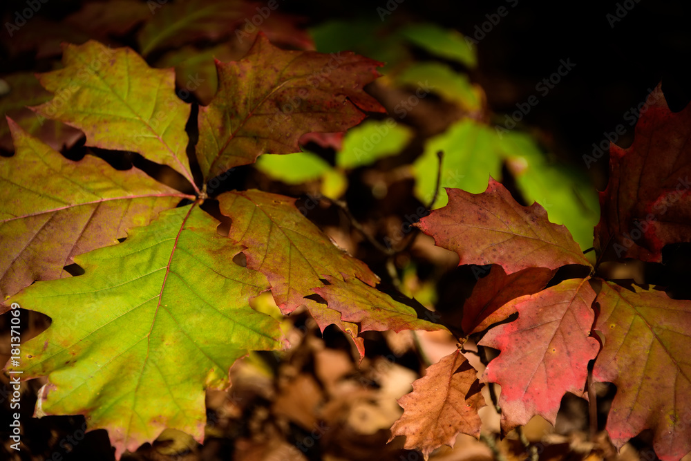 Assortment of Autumn Leaves