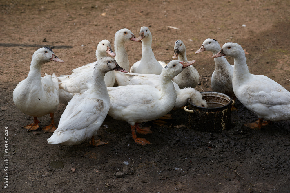 Obraz premium Close-Up Of Ducks On Field