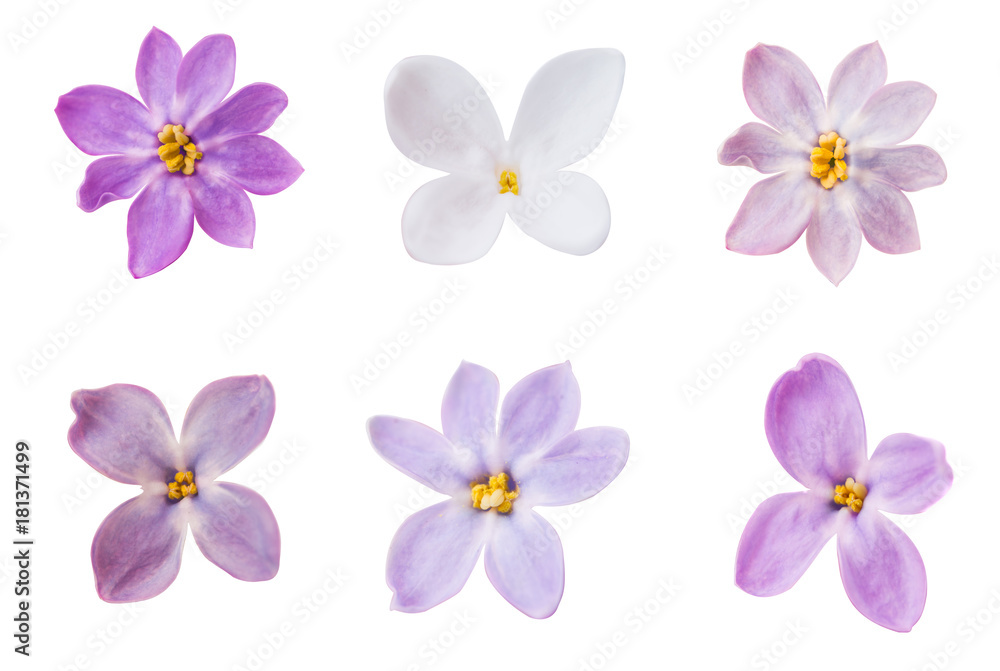 lilac flowers macro isolated lilac flowers macro isolated