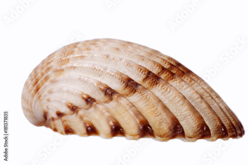 Sea shell of bivalvia isolated on white background