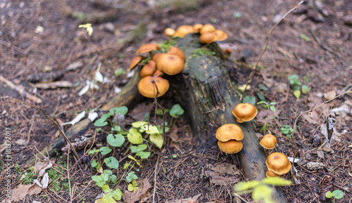 orange mushrooms grow on an old stump in the forest