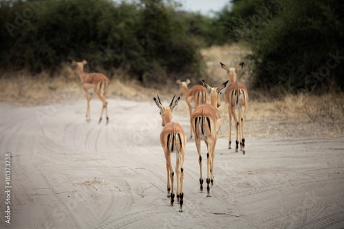 Impala are seen in Botswana's Chobe national park