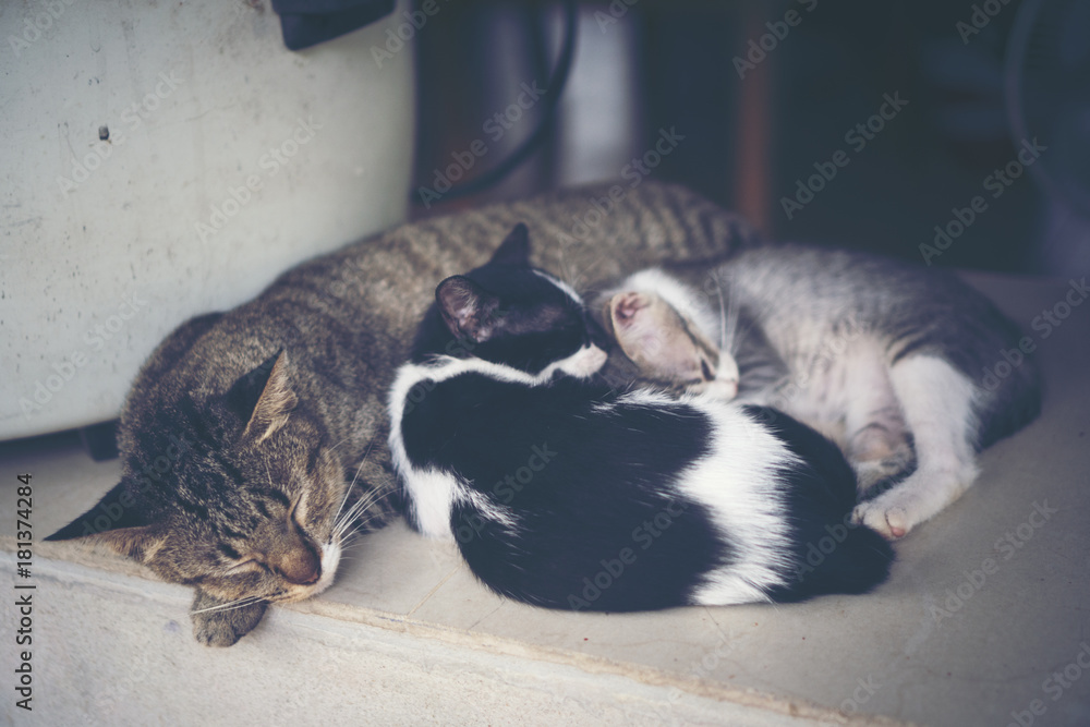 sleepy cats, vintage filter image