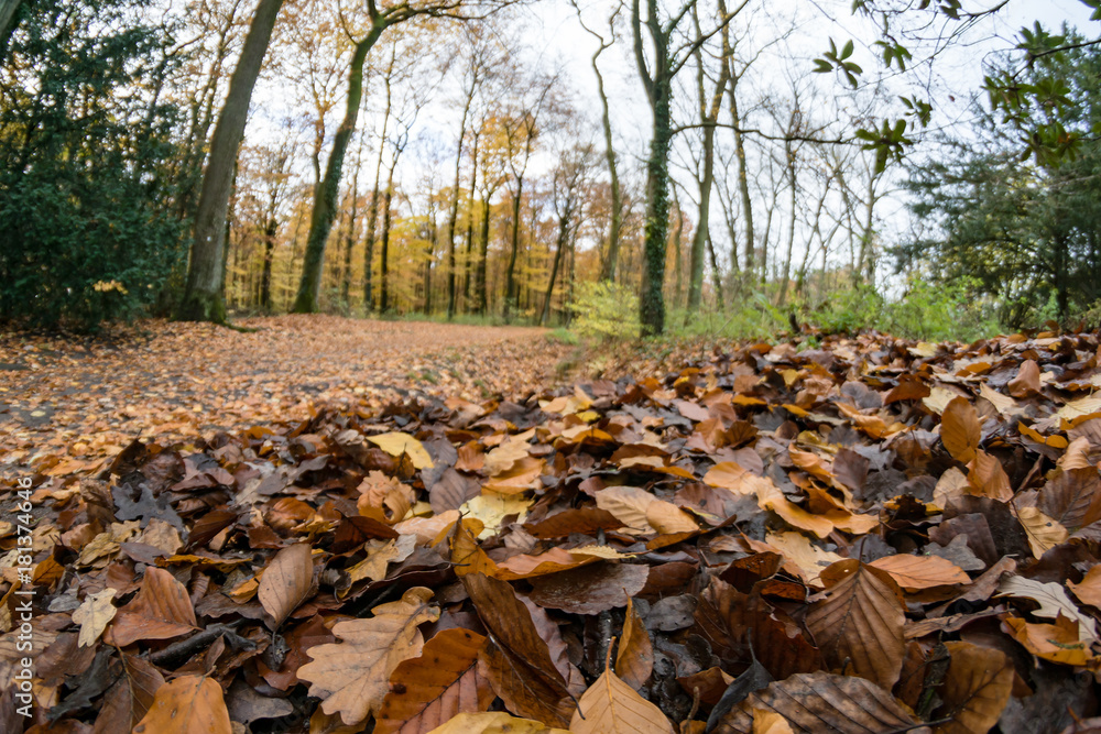 Autumn Leaves and Trees in the woods Autumn Leaves and Trees in the woods