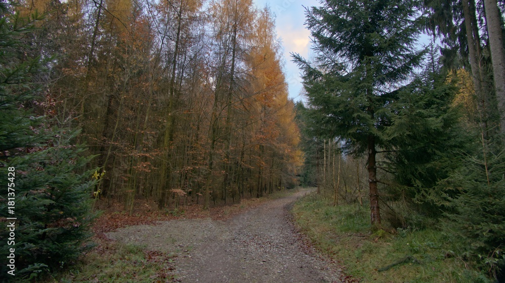 Fototapeta premium Herbstwald