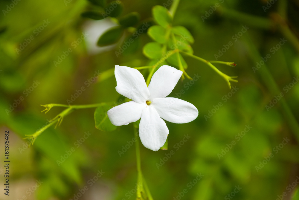 Detail jasmine flower in tropical garden Guatemala Detail jasmine flower in tropical garden Guatemala
