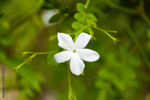 Detail jasmine flower in tropical garden Guatemala photo