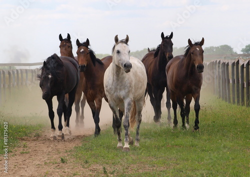 The herd of horses with an alpha mare at the head comes back from a pasture