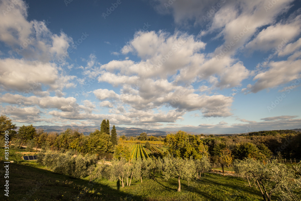 Tuscan countryside with vineyard and olive trees