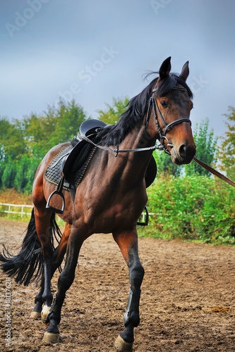 Horse  on the racetrack . © Pavlo Burdyak