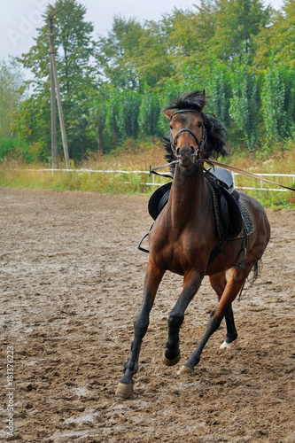 Horse  on the racetrack . © Pavlo Burdyak
