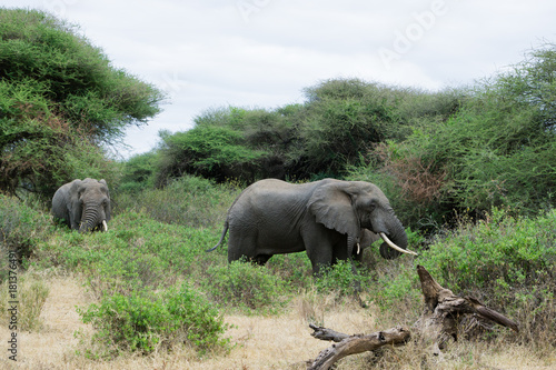 African elephant in in Lake Manyara Park Tanzania  Africa