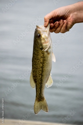 Dirty hand holding a small large mouth bass