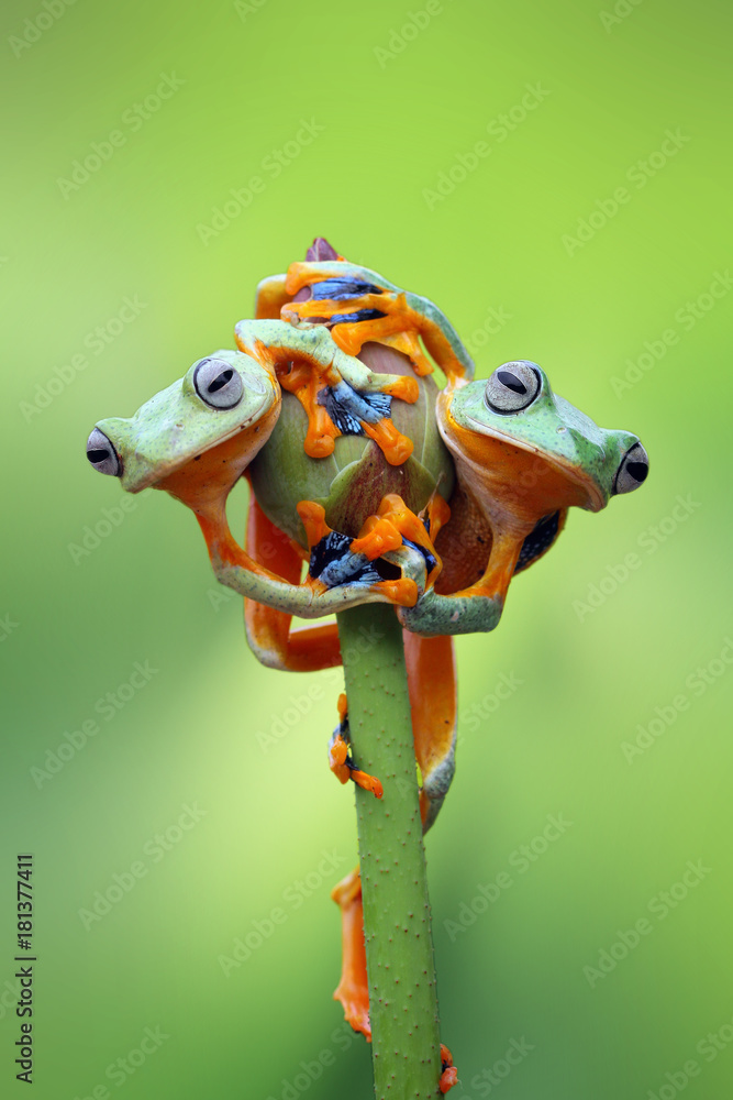 Fototapeta premium Tree frog, wallace, rhacophorus reinwardtii