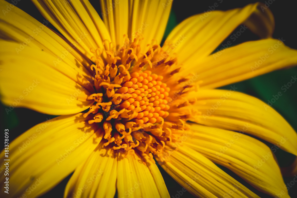Bee and Mexican Sunflower Weed macro Film style photo Bee and Mexican Sunflower Weed macro Film style photo
