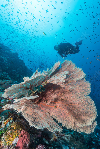 diver over soft coral on a tropical reef