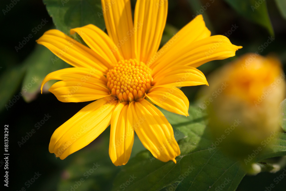 Bee and Mexican Sunflower Weed macro Film style photo