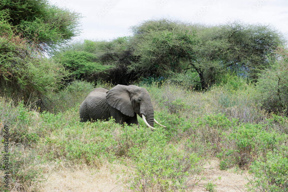 African elephant in in Lake Manyara Park Tanzania