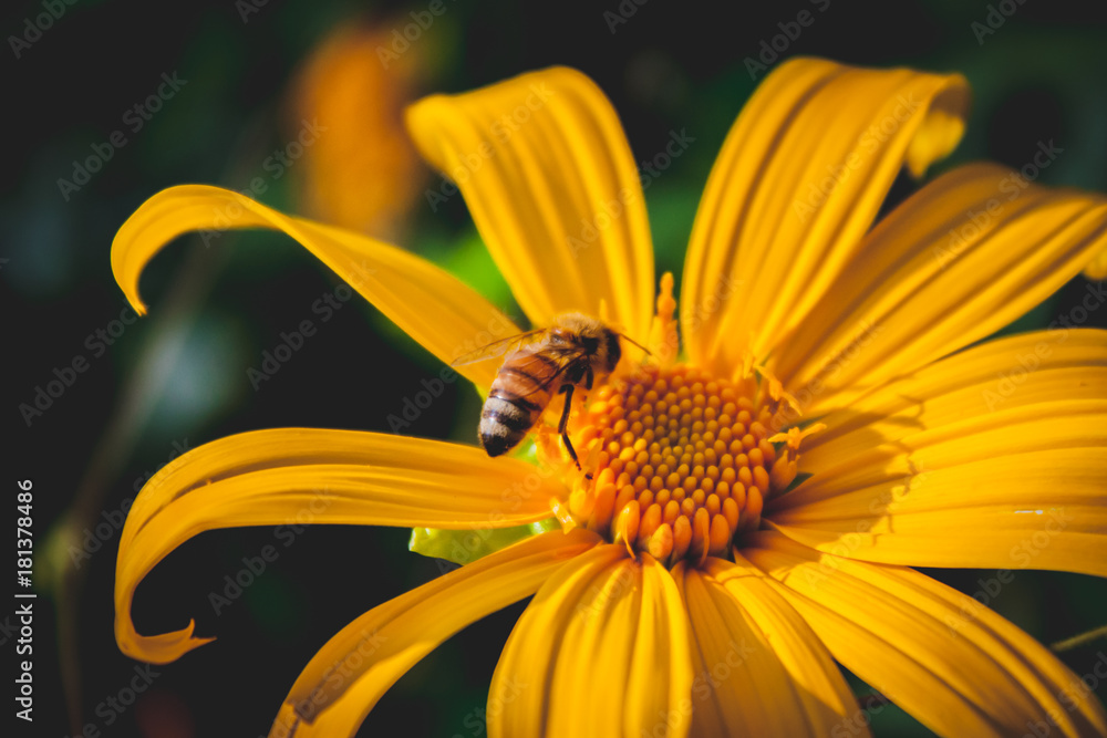 Bee and Mexican Sunflower Weed macro Film style photo Bee and Mexican Sunflower Weed macro Film style photo