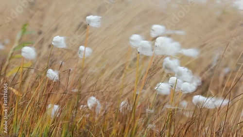 Like a blade of grass in the wind. Meadow grass and cotton-grass flowers shaking in strong wind, herbage.
 photo