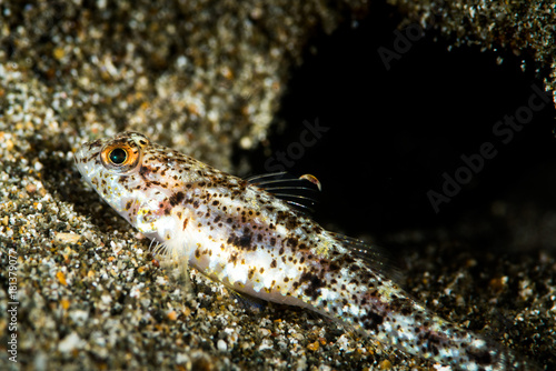 sand goby fish photo