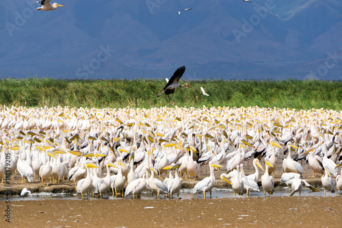 Thousands of pelicans in Manyara national park, Tanzania