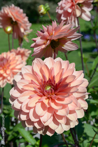 Fototapeta Naklejka Na Ścianę i Meble -  Dahlias Château de la Bourdaisière