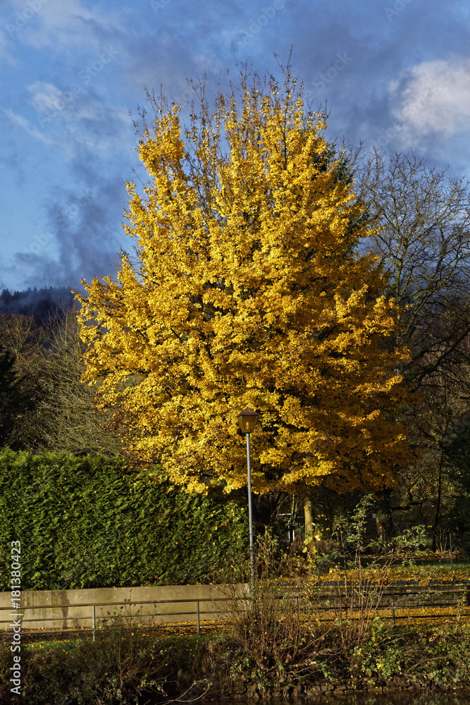 treewith yellow leaves in November