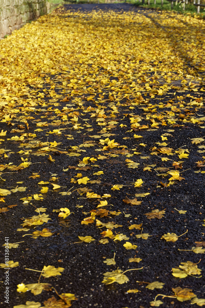 yellow leaves on the street in autunm, background yellow leaves on the street in autunm, background
