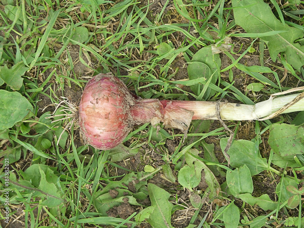 Obraz premium Freshly dug organic red onion drying on the grass in sunny day