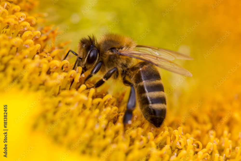 Abeille butine tournesol