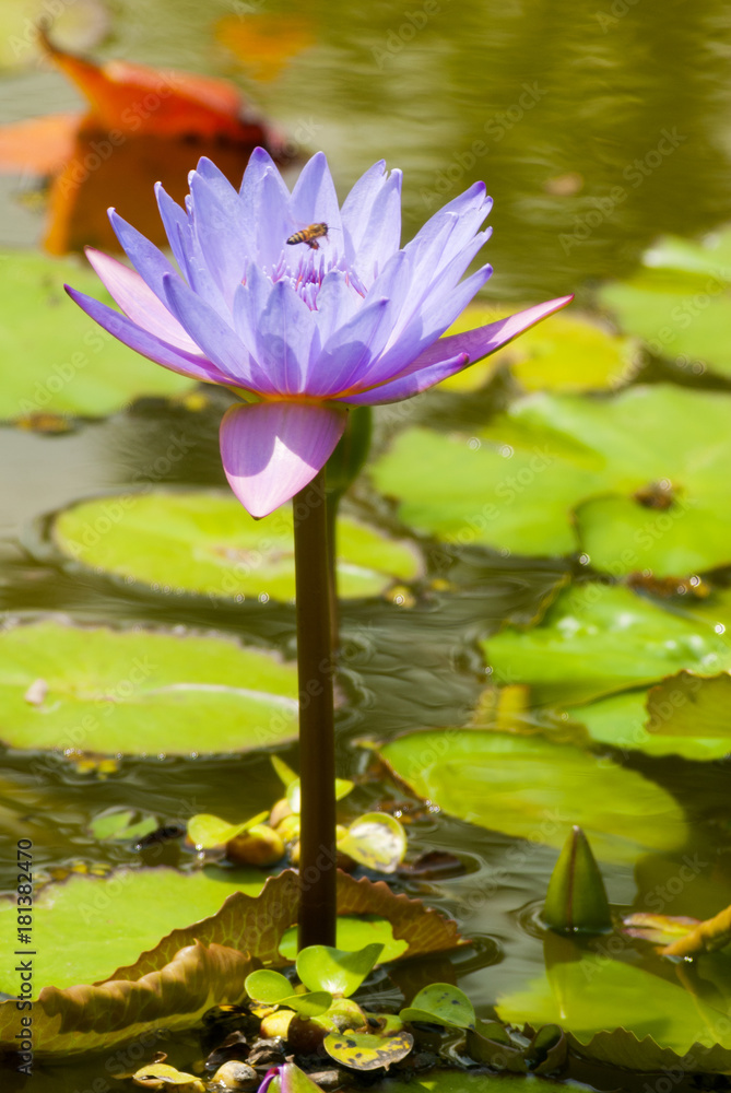 Water lilly, Nymphaea caerulea. Lilies Floating on a Lake. Purple Water Lily flowers in full Bloom. Guatemala Water lilly, Nymphaea caerulea. Lilies Floating on a Lake. Purple Water Lily flowers in full Bloom. Guatemala