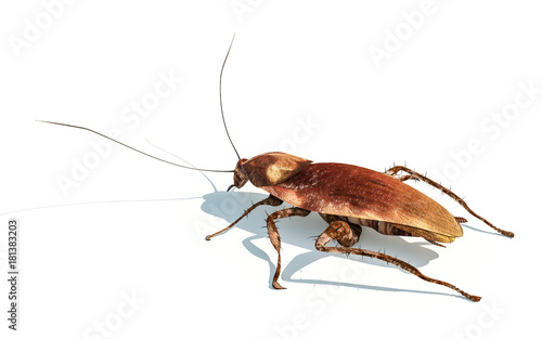 cockroach rown color