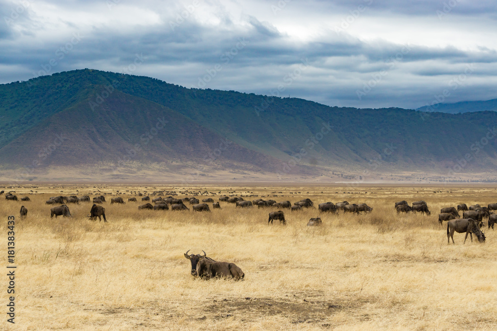Panoramic view inside Ngorongoro crater with Wildebeest, Tanzania, Africa Panoramic view inside Ngorongoro crater with Wildebeest, Tanzania, Africa