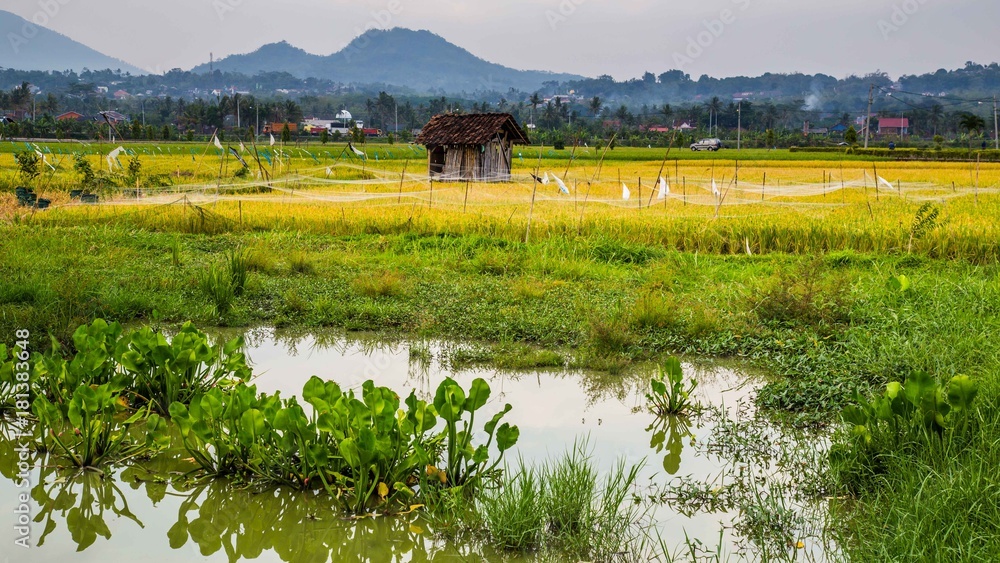 Rice fields in central Java Indonesia