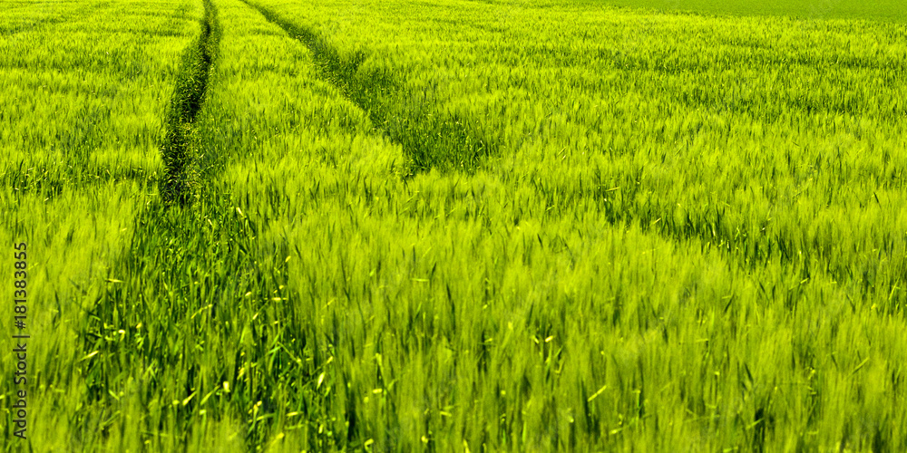 Gerstenfeld mit Reifenspuren Gerstenfeld mit Reifenspuren