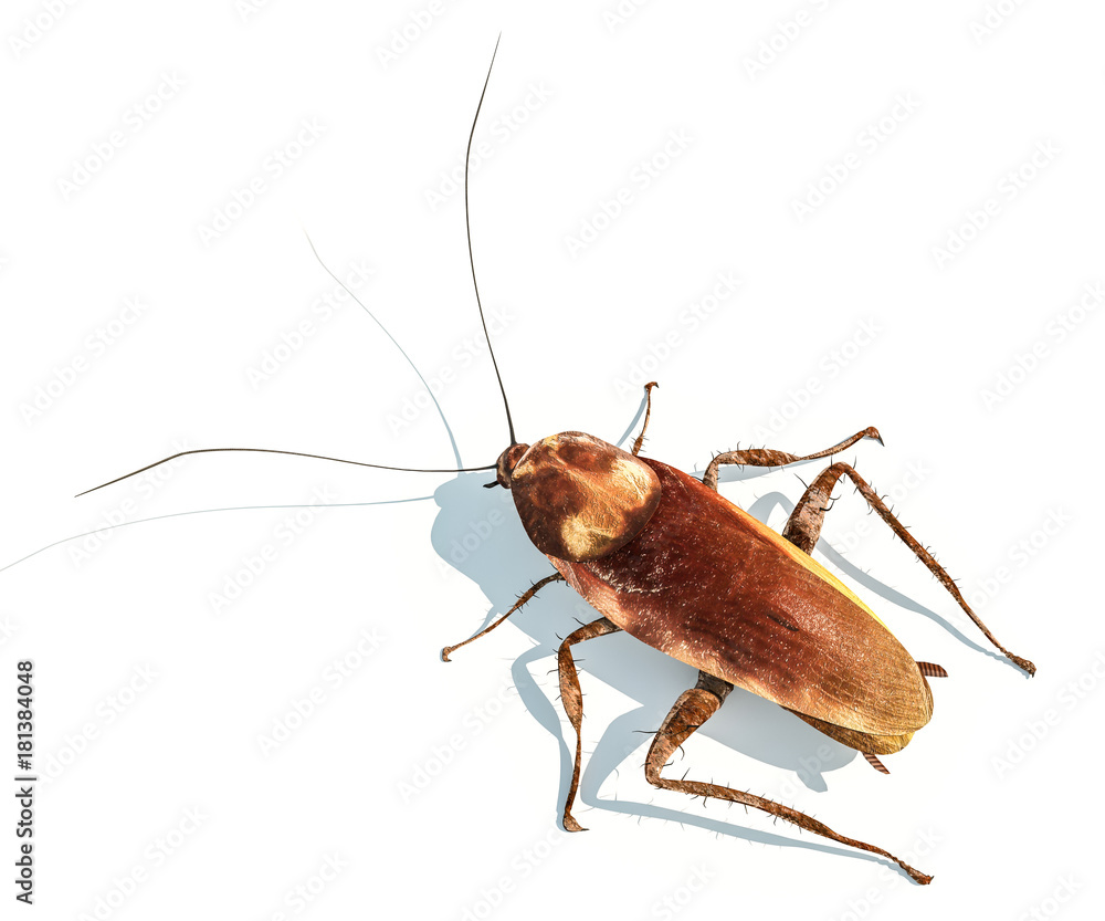 cockroach rown color cockroach rown color