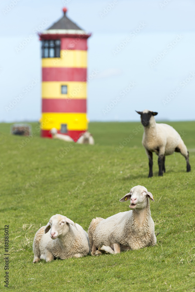 Obraz premium Deutschland, Niedersachsen, Ostfriesland, Krummhörn, Schafe beim Pilsumer Leuchtturm.