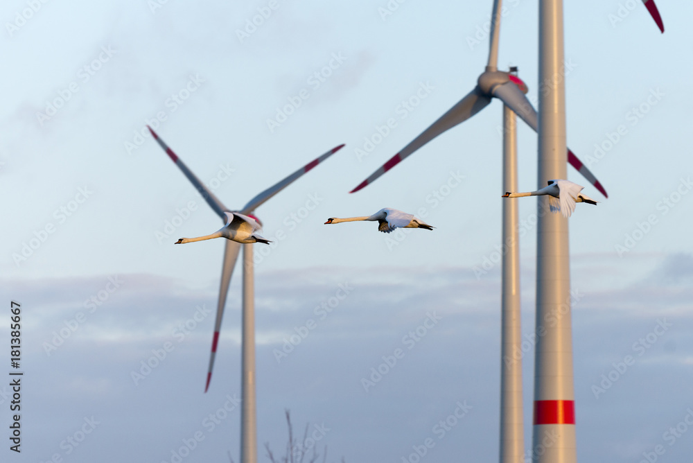 Fototapeta premium Deutschland, Ostfriesland Windenergieanlagen, Höckerschwäne im Flug