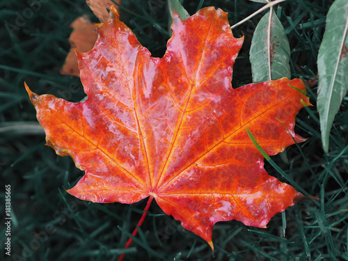 Maple leaf bright and colorful