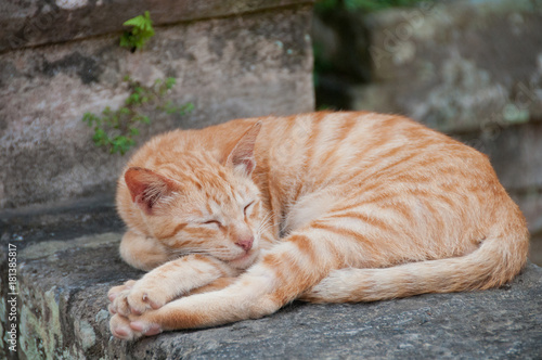 Gingle orange small cat sleeping on a stone wall fence photo