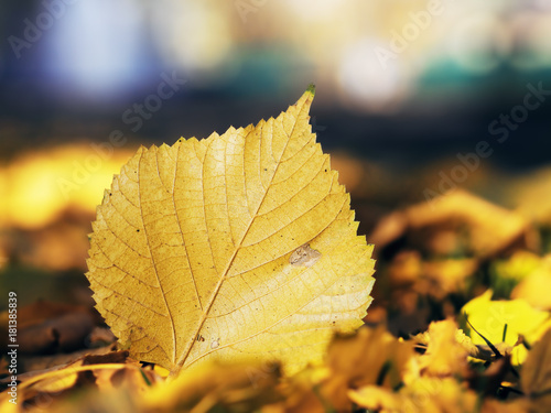 Maple leaf bright and colorful