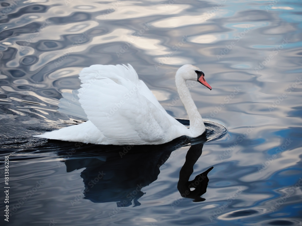 Fototapeta premium White swan sweaming at the beautiful lake