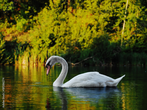 White swan sweaming at the beautiful lake