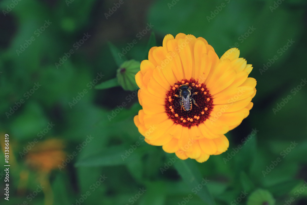 Bee on the wild mountain flower Bee on the wild mountain flower